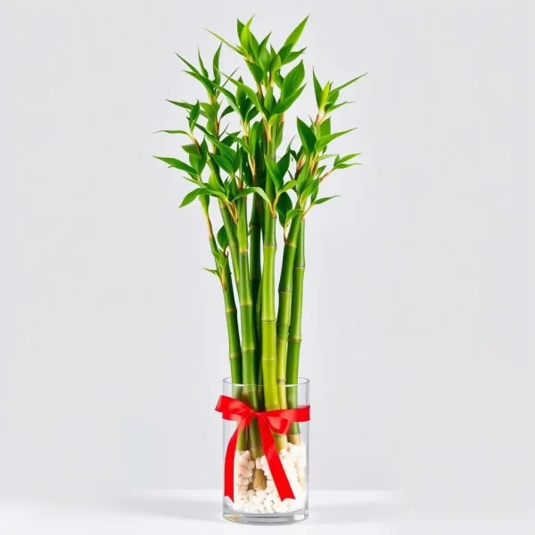Lucky Bamboo Centerpiece