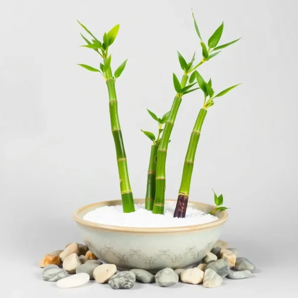 Miniature Lucky Bamboo